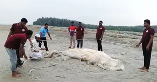 কুয়াকাটার সৈকতে ভেসে এসেছে ৫৬ ফুট মৃত ‘বেলিন তিমি’